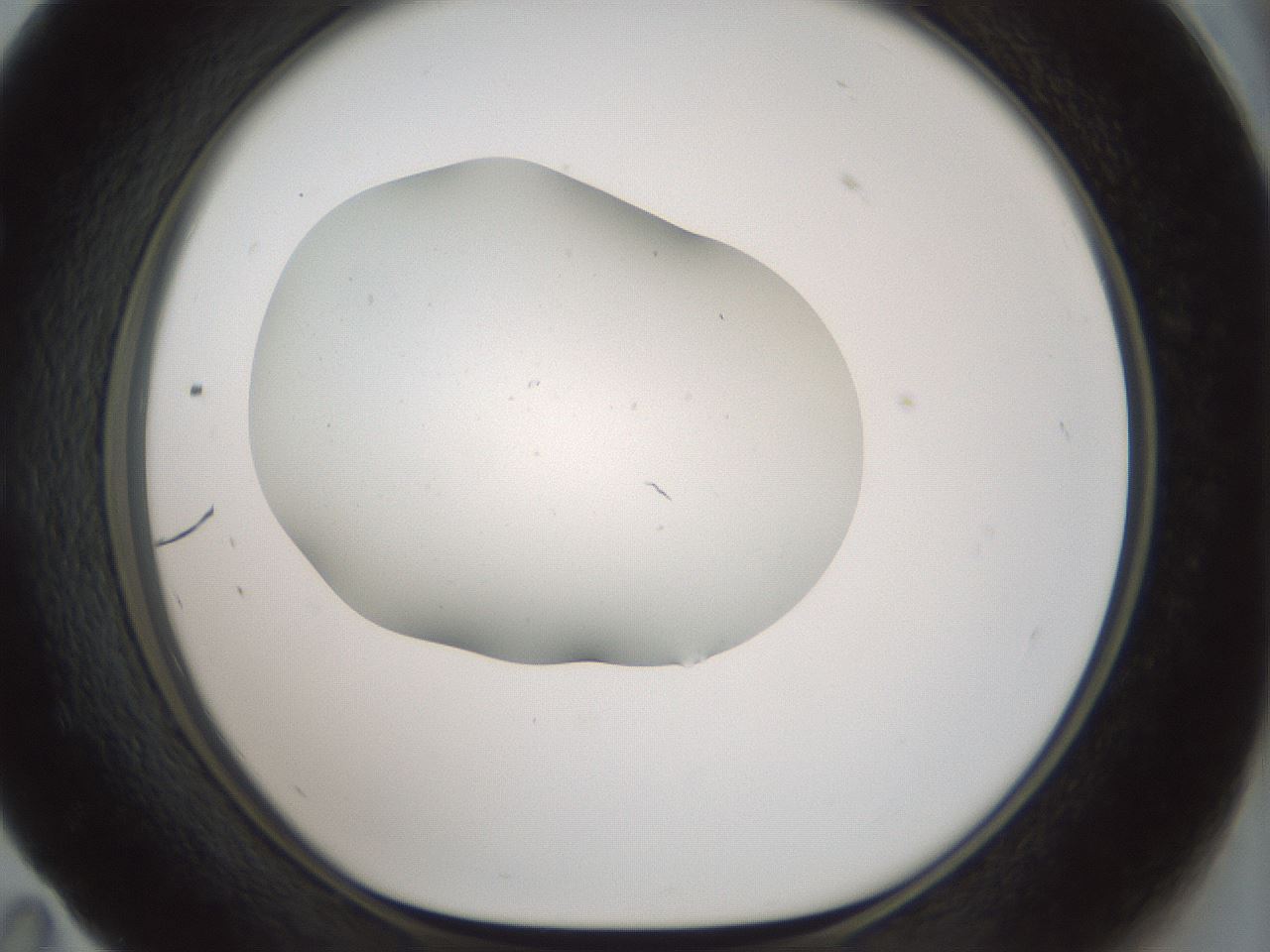 folderID186_plateID1186_batchID3358_wellNum59_profileID1_d1_r65177_ef.jpg