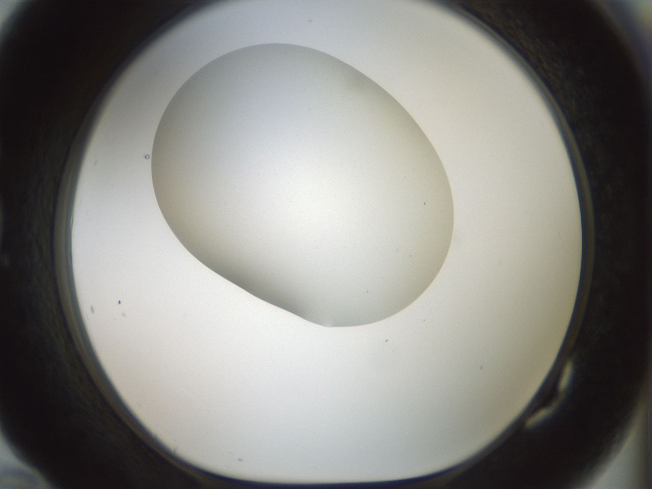 folderID186_plateID1186_batchID3358_wellNum82_profileID1_d1_r65200_ef.jpg