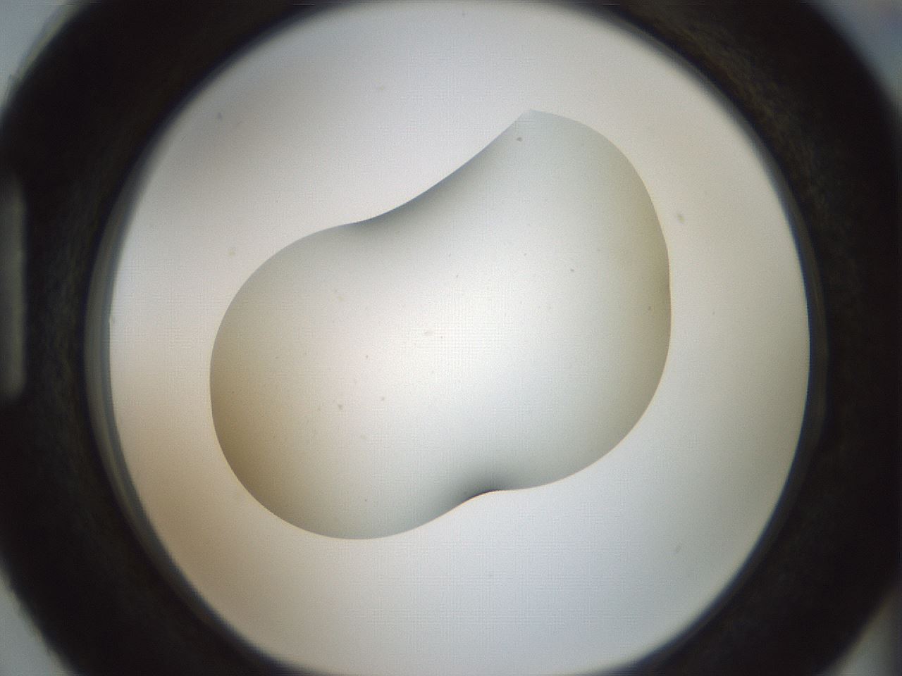 folderID186_plateID1186_batchID3358_wellNum87_profileID1_d1_r65205_ef.jpg