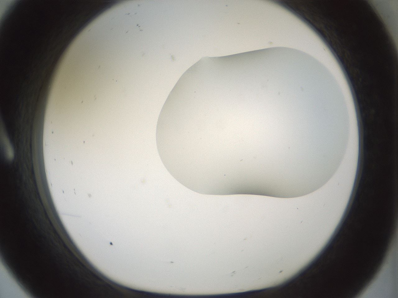 folderID186_plateID1186_batchID3358_wellNum8_profileID1_d1_r65126_ef.jpg