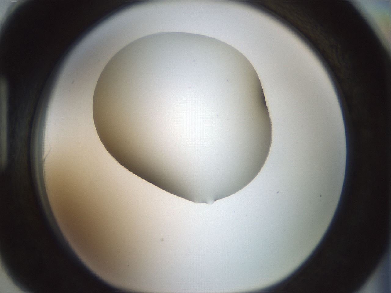 folderID186_plateID1186_batchID3358_wellNum90_profileID1_d1_r65208_ef.jpg