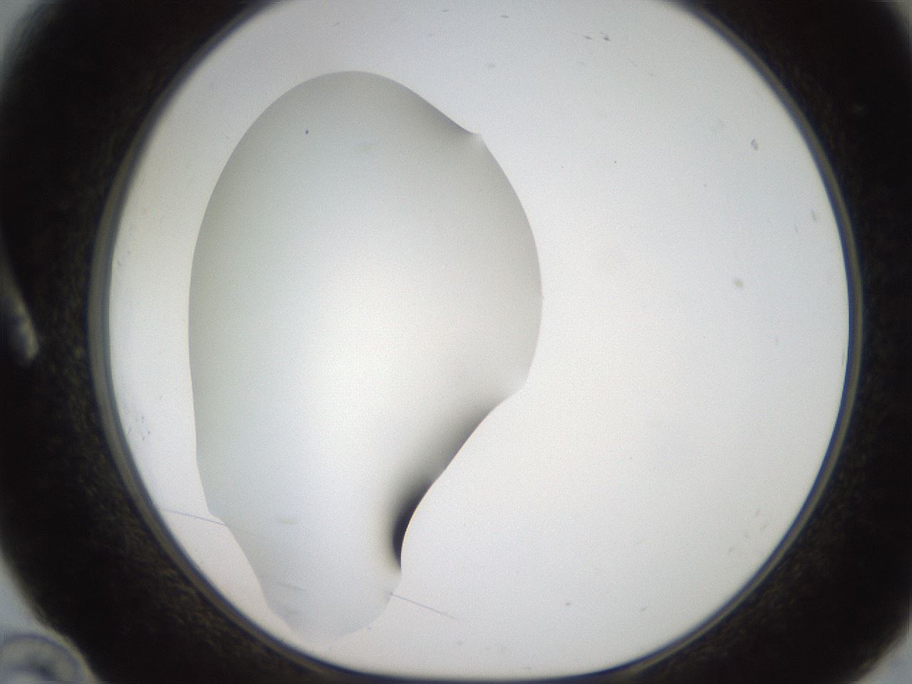 folderID186_plateID2186_batchID9957_wellNum10_profileID1_d1_r148416_ef.jpg