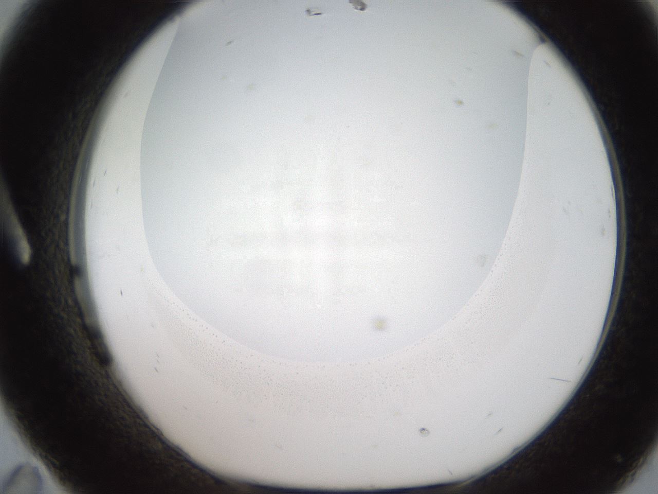 folderID186_plateID2186_batchID9957_wellNum11_profileID1_d1_r148417_ef.jpg