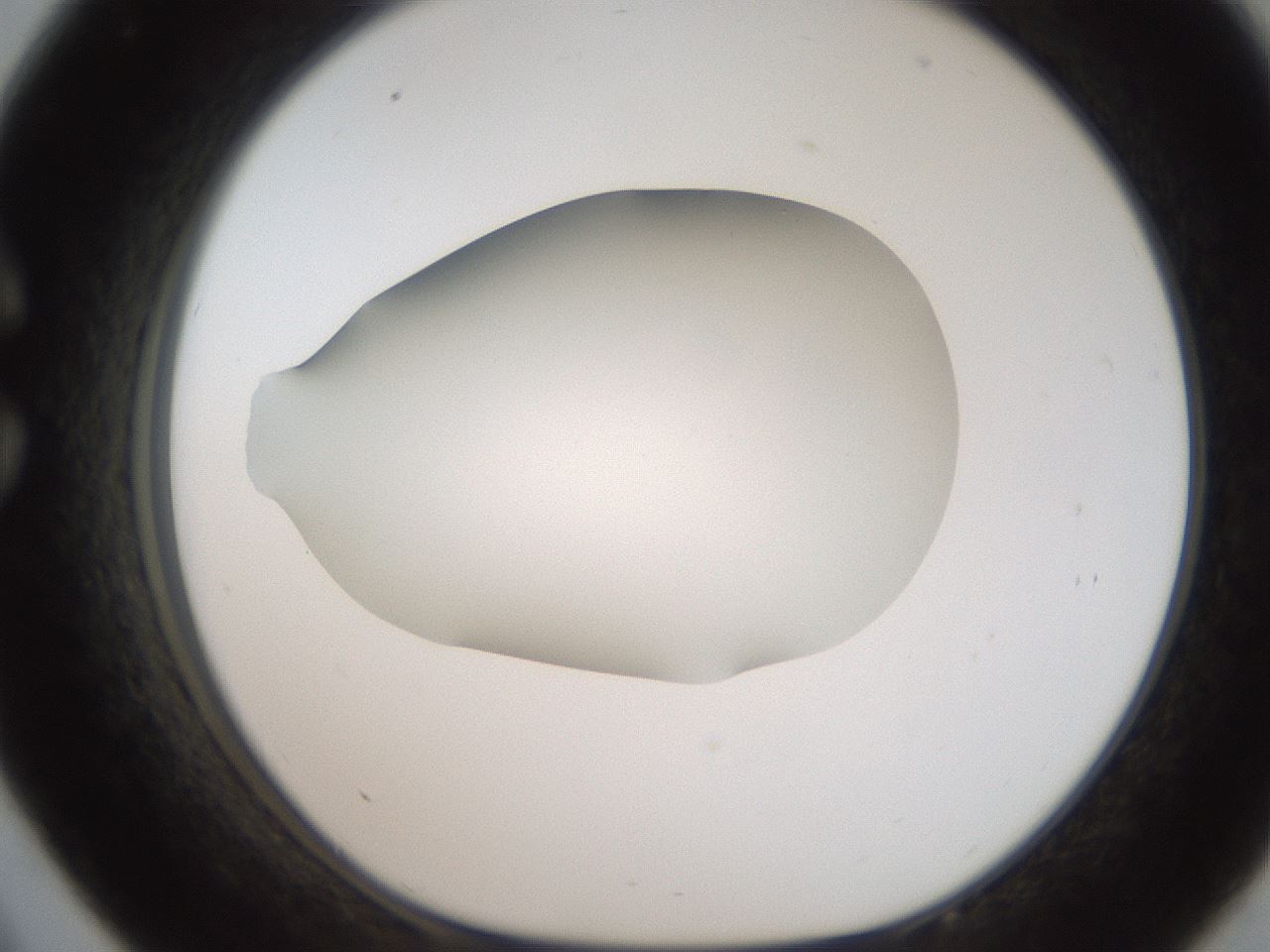 folderID186_plateID2186_batchID9957_wellNum33_profileID1_d1_r148439_ef.jpg