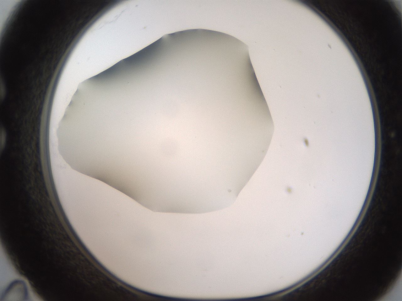 folderID186_plateID2186_batchID9957_wellNum35_profileID1_d1_r148441_ef.jpg