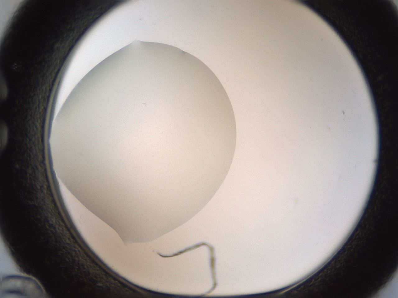 folderID186_plateID2186_batchID9957_wellNum36_profileID1_d1_r148442_ef.jpg