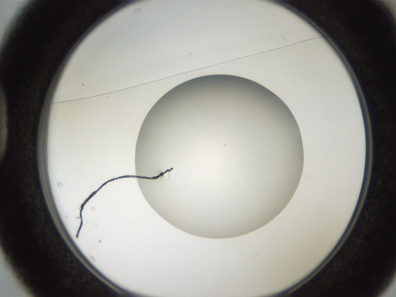 folderID186_plateID2186_batchID9957_wellNum37_profileID1_d1_r148443_ef.jpg