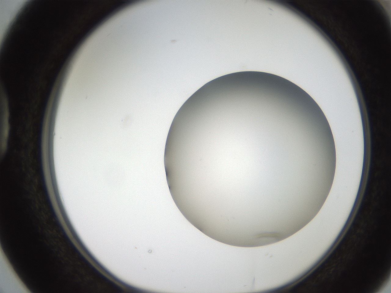 folderID186_plateID2186_batchID9957_wellNum38_profileID1_d1_r148444_ef.jpg