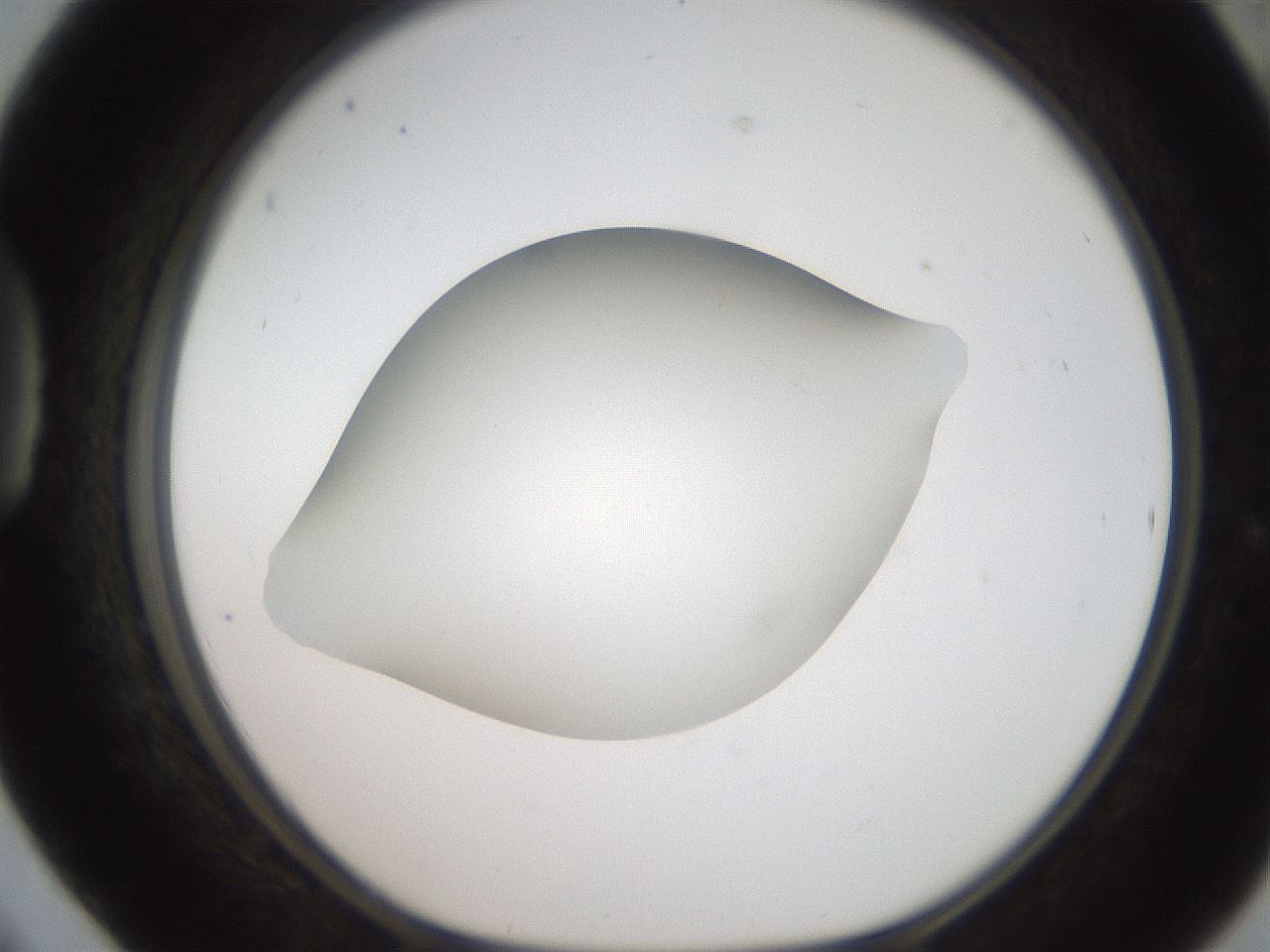 folderID186_plateID2186_batchID9957_wellNum42_profileID1_d1_r148448_ef.jpg