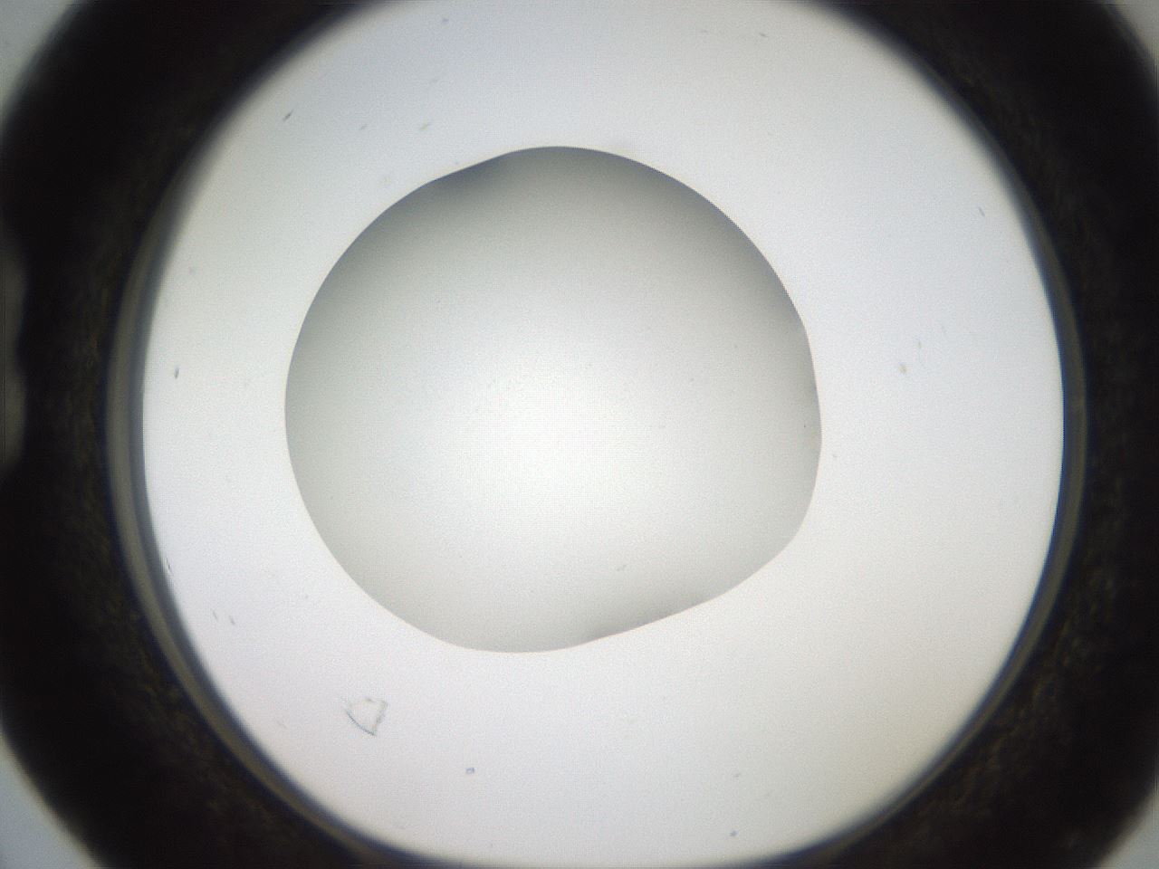 folderID186_plateID2186_batchID9957_wellNum16_profileID1_d1_r148422_ef.jpg