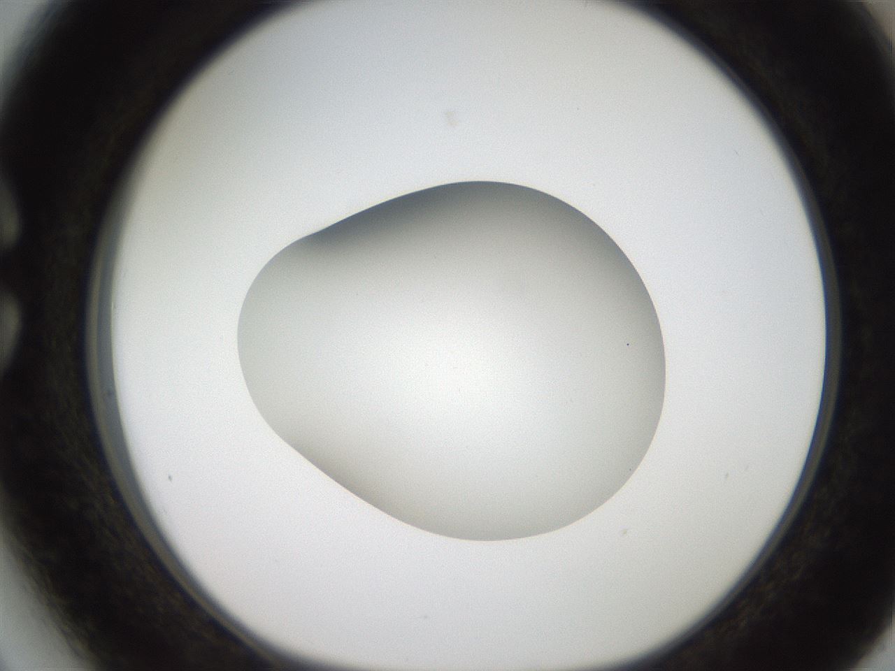 folderID186_plateID2186_batchID9957_wellNum27_profileID1_d1_r148433_ef.jpg
