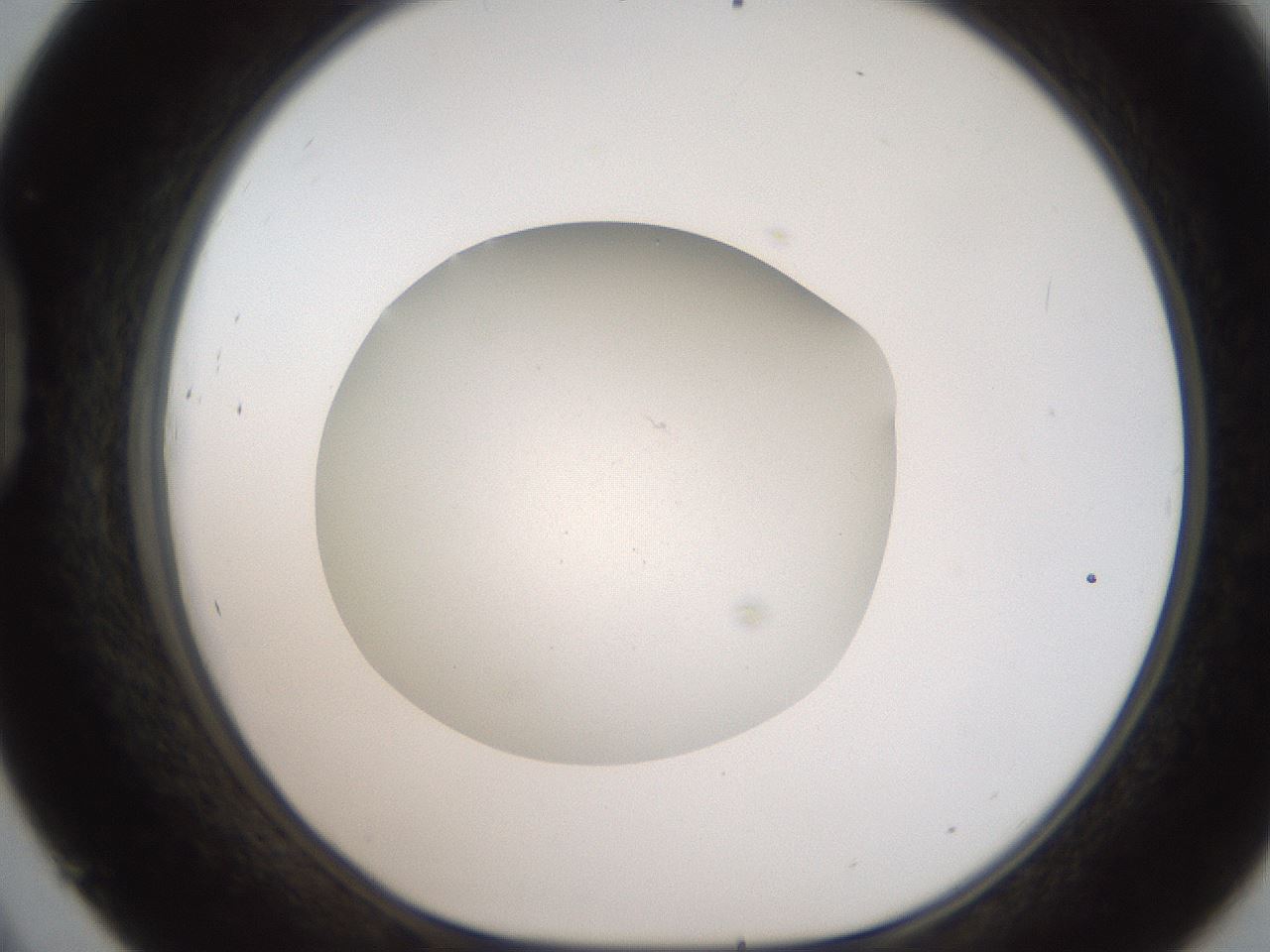 folderID186_plateID2186_batchID9957_wellNum45_profileID1_d1_r148451_ef.jpg