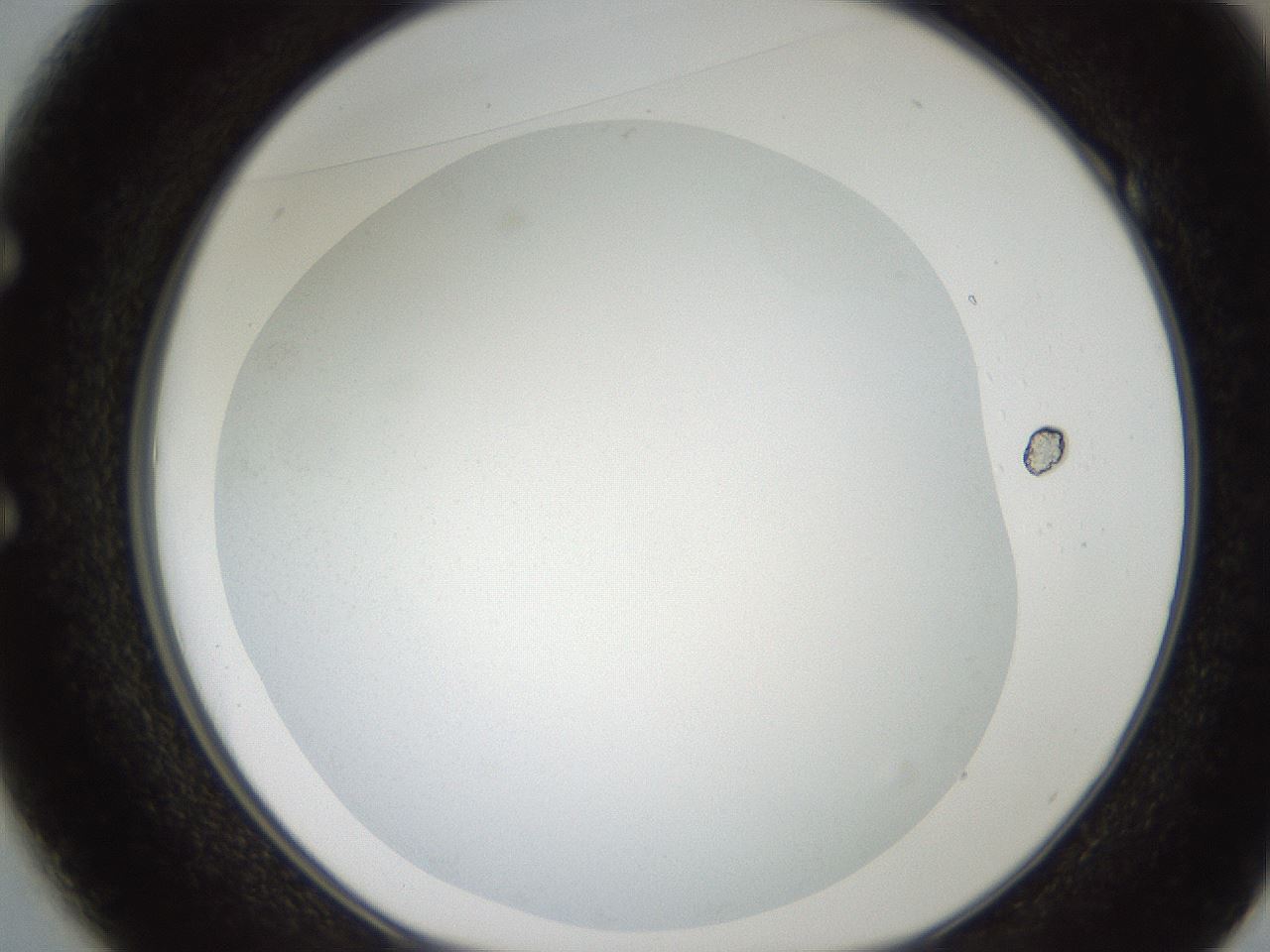 folderID186_plateID2186_batchID9957_wellNum49_profileID1_d1_r148455_ef.jpg