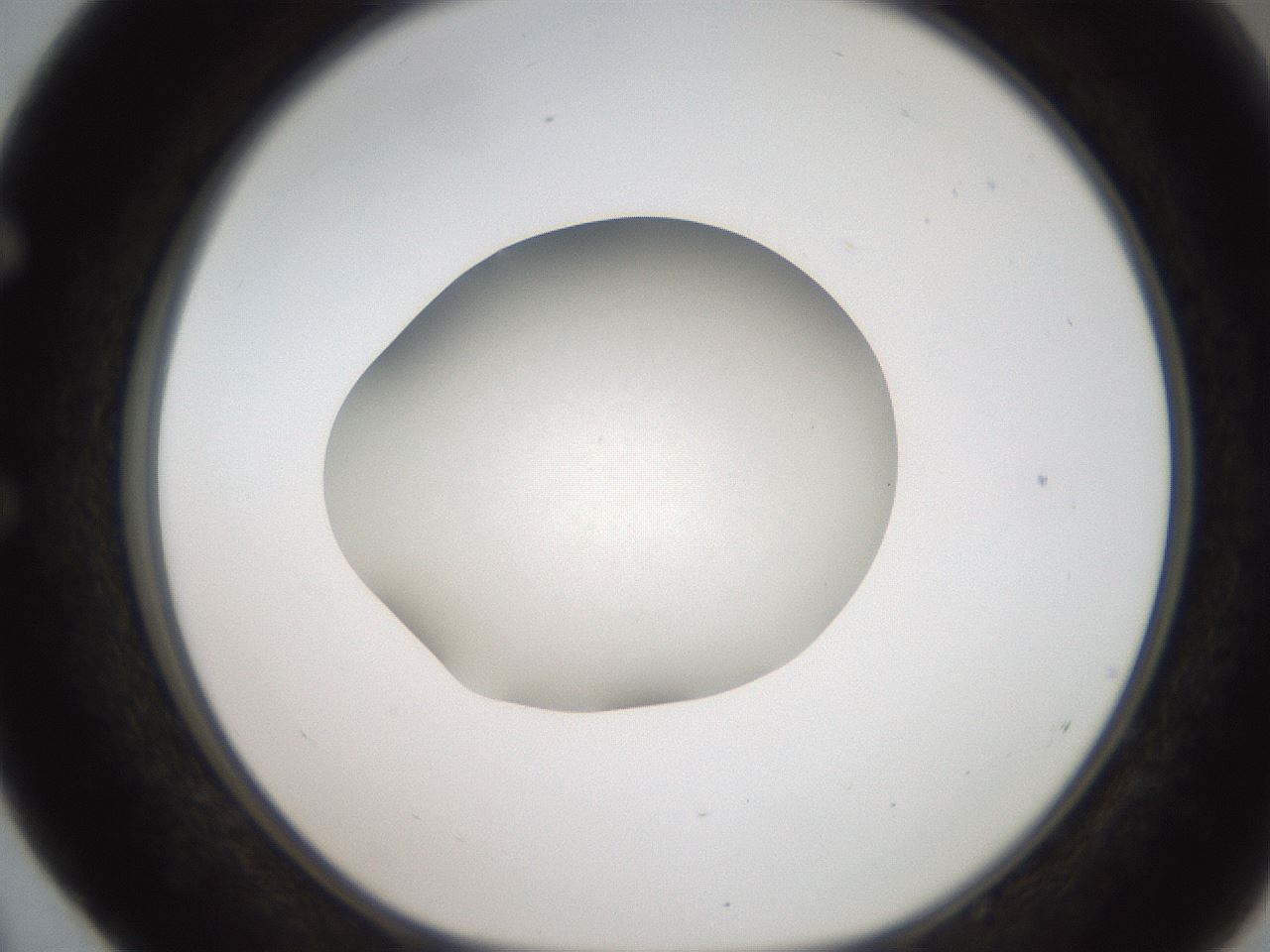 folderID186_plateID2186_batchID9957_wellNum52_profileID1_d1_r148458_ef.jpg