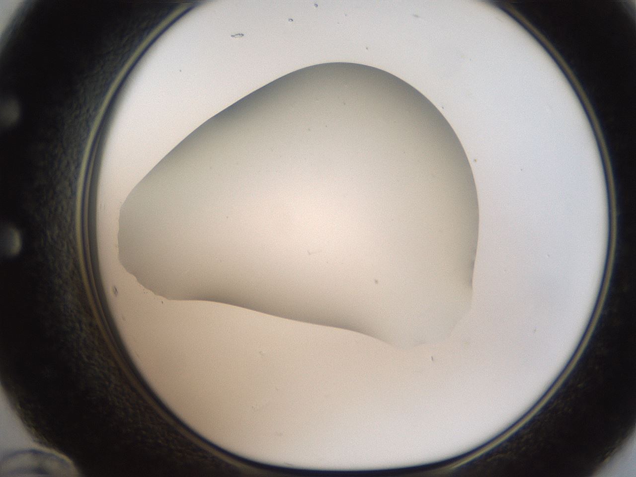 folderID186_plateID2186_batchID9957_wellNum60_profileID1_d1_r148466_ef.jpg