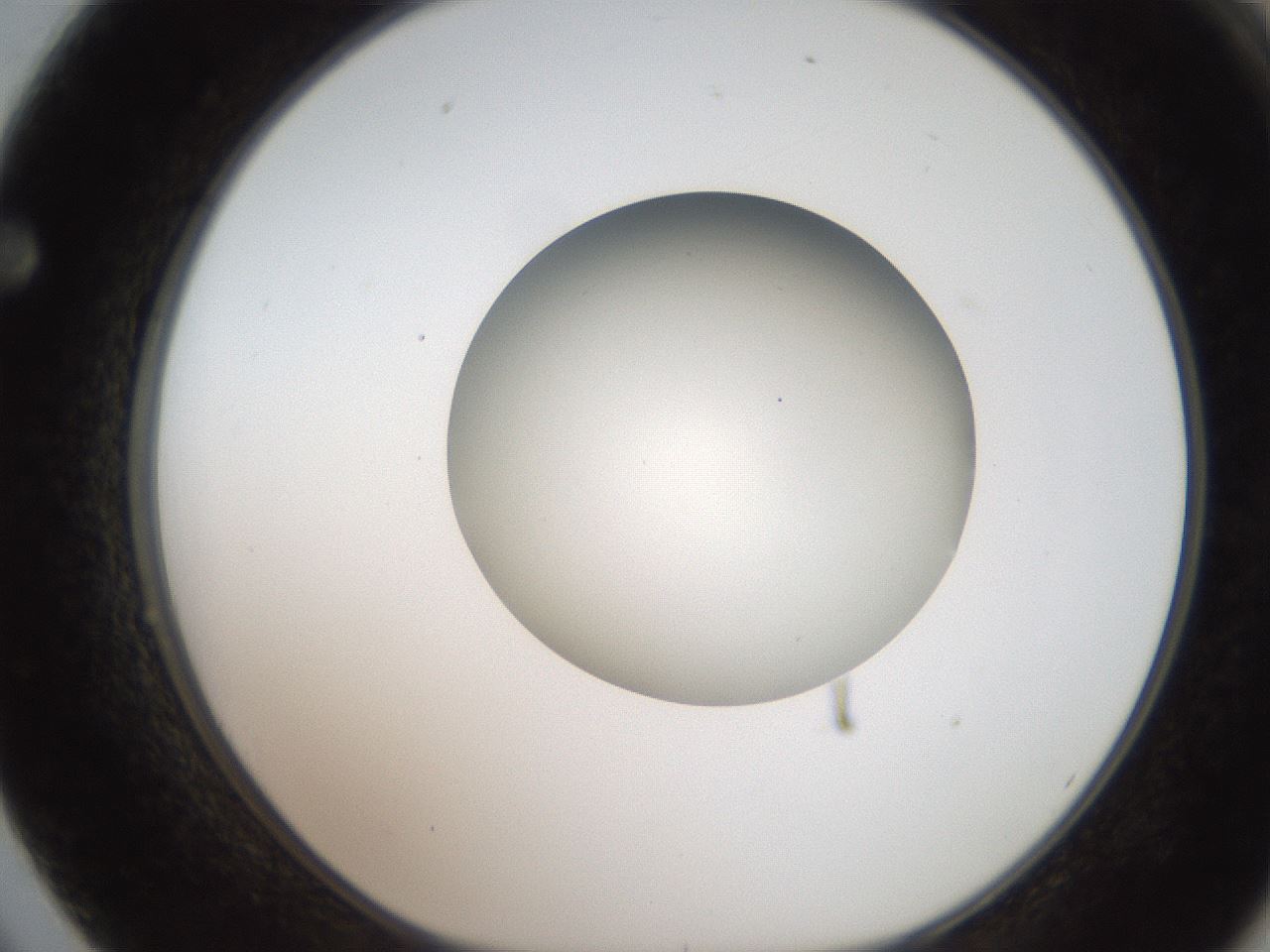 folderID186_plateID2186_batchID9957_wellNum62_profileID1_d1_r148468_ef.jpg