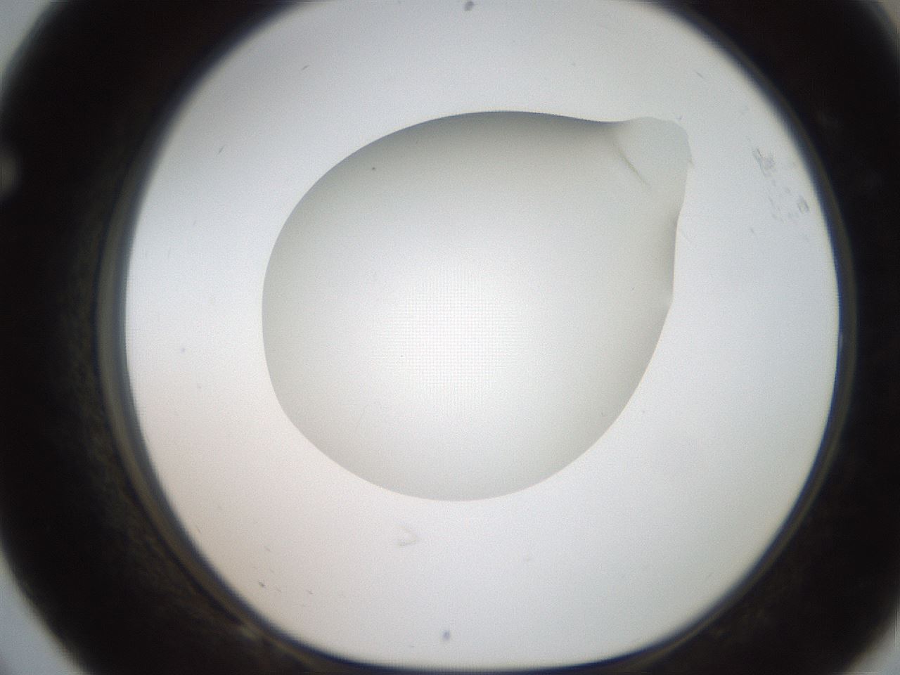 folderID186_plateID2186_batchID9957_wellNum68_profileID1_d1_r148474_ef.jpg