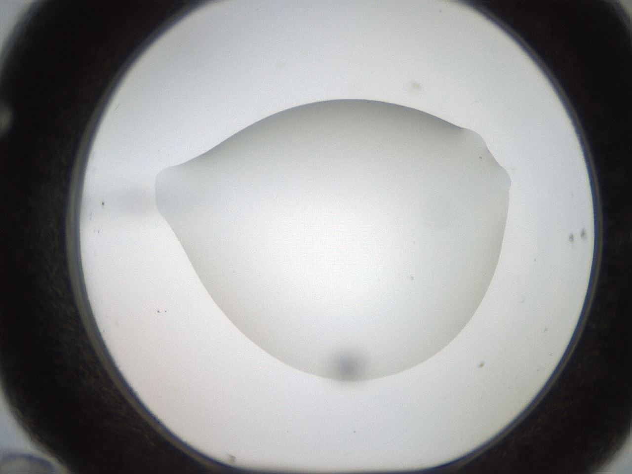 folderID186_plateID2186_batchID9957_wellNum70_profileID1_d1_r148476_ef.jpg