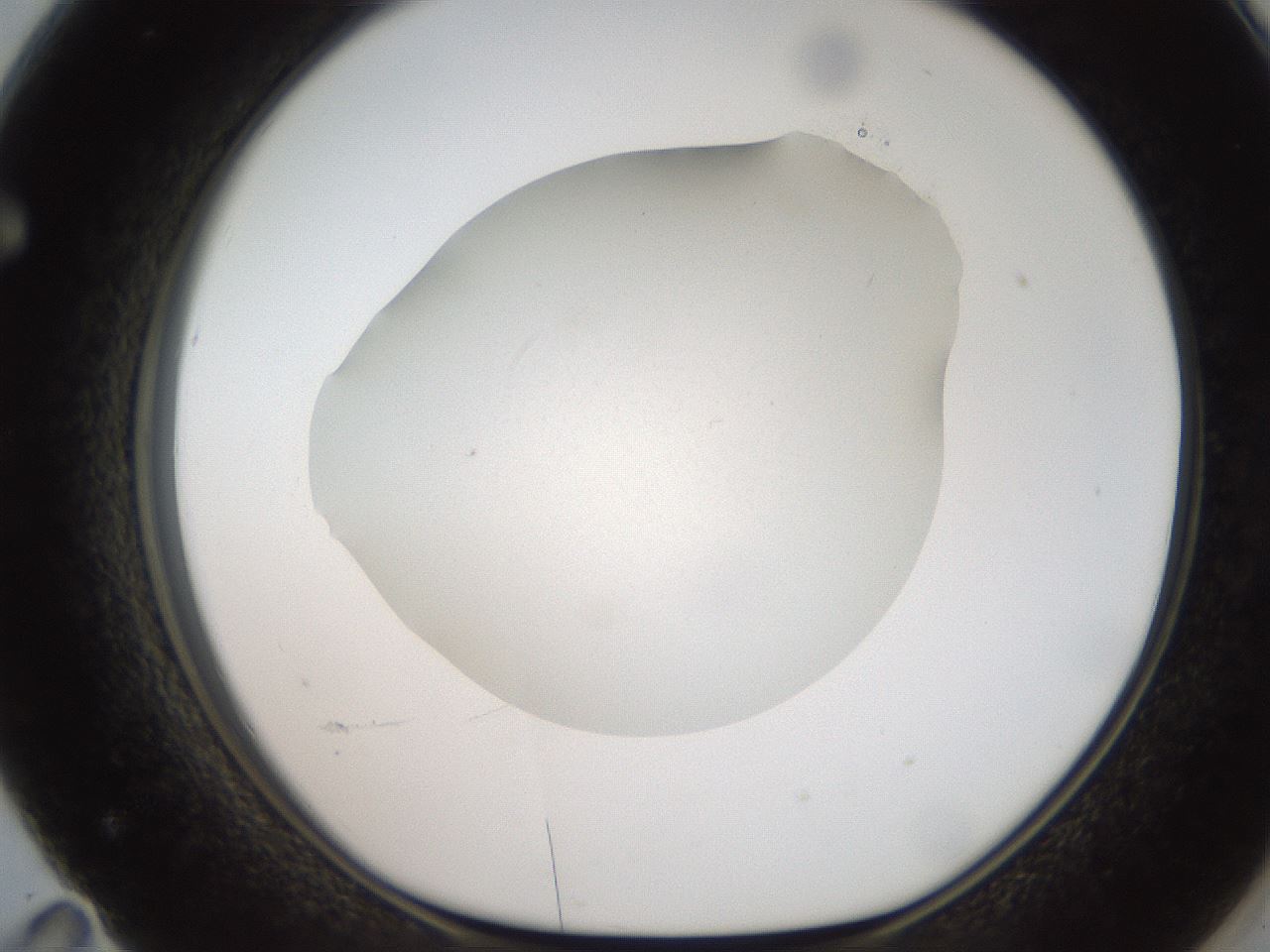 folderID186_plateID2186_batchID9957_wellNum71_profileID1_d1_r148477_ef.jpg