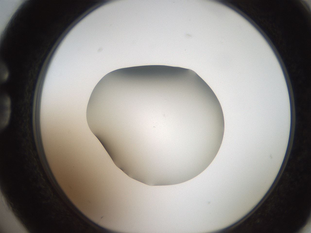 folderID186_plateID2186_batchID9957_wellNum74_profileID1_d1_r148480_ef.jpg