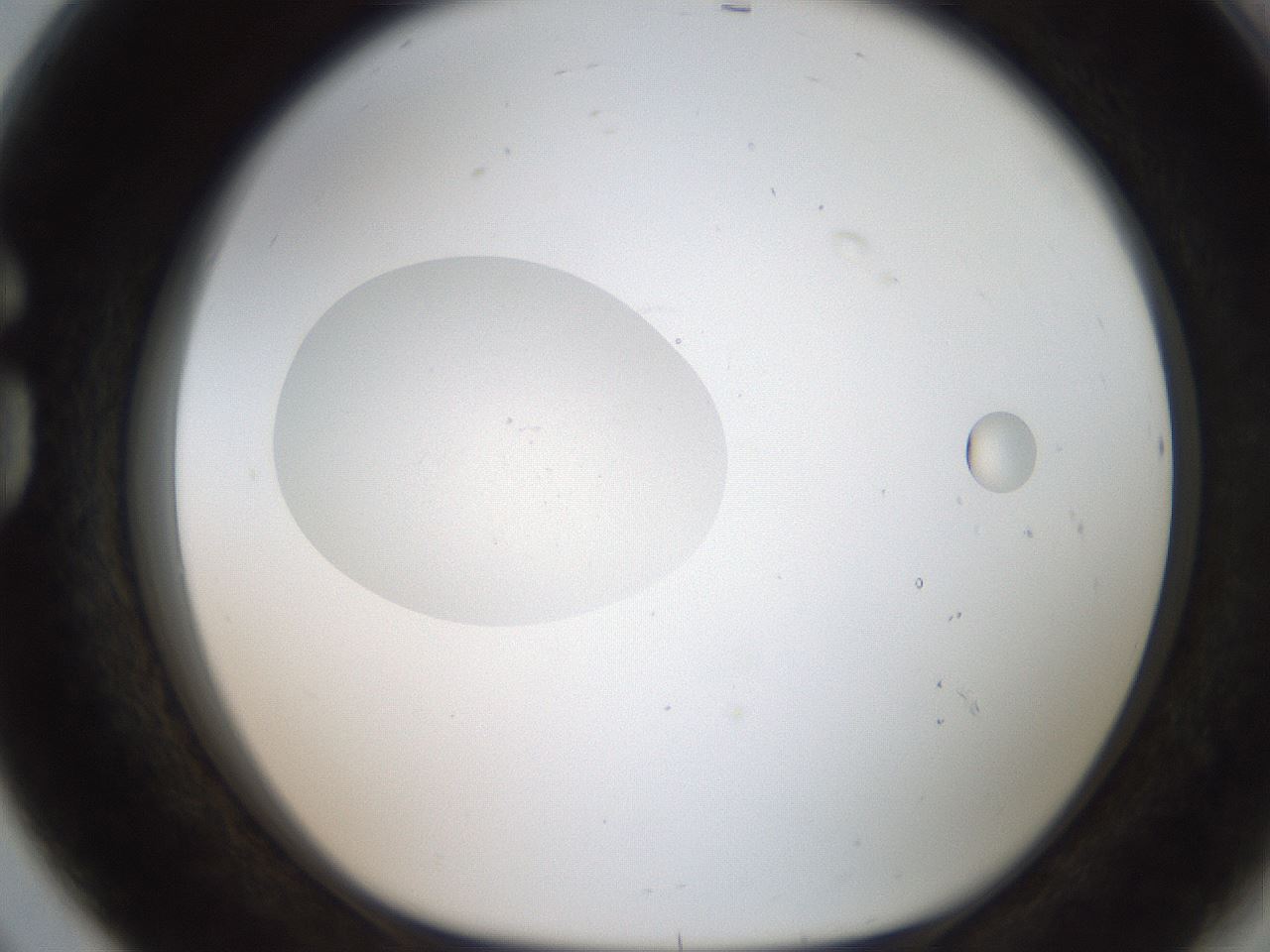 folderID186_plateID2186_batchID9957_wellNum80_profileID1_d1_r148486_ef.jpg