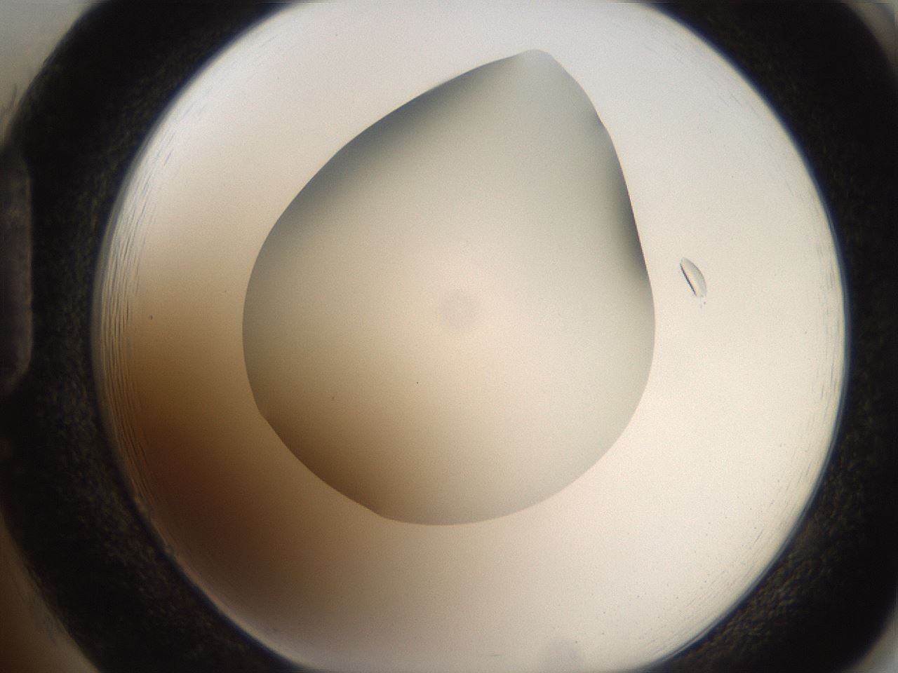 folderID186_plateID2186_batchID9957_wellNum85_profileID1_d1_r148491_ef.jpg