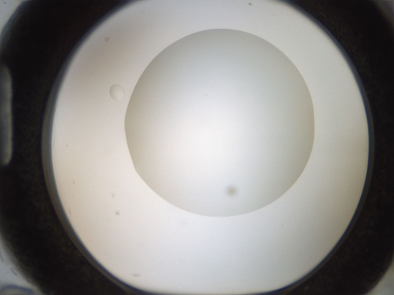 folderID186_plateID2186_batchID9957_wellNum94_profileID1_d1_r148500_ef.jpg