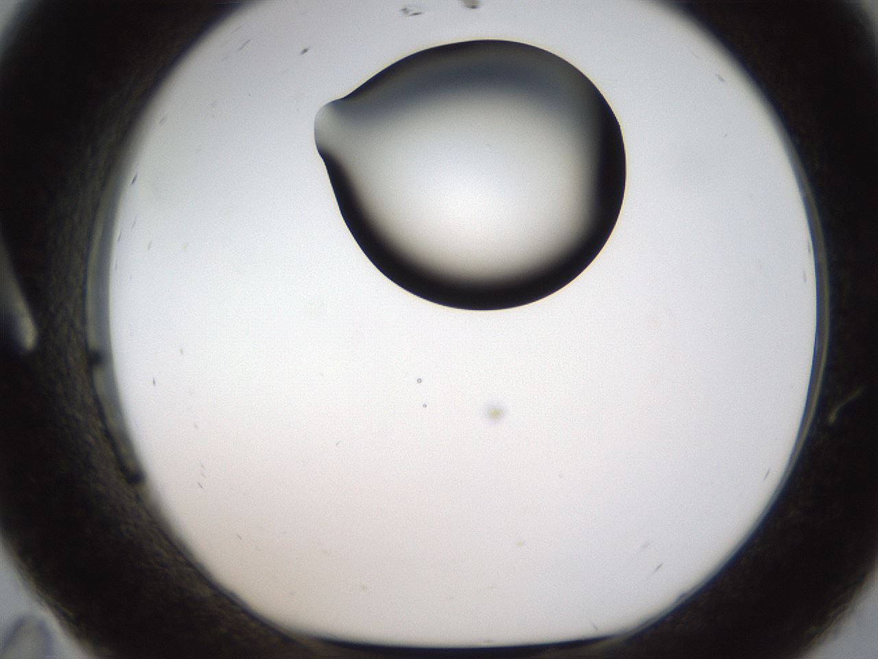folderID187_plateID1187_batchID3361_wellNum11_profileID1_d1_r65321_ef.jpg