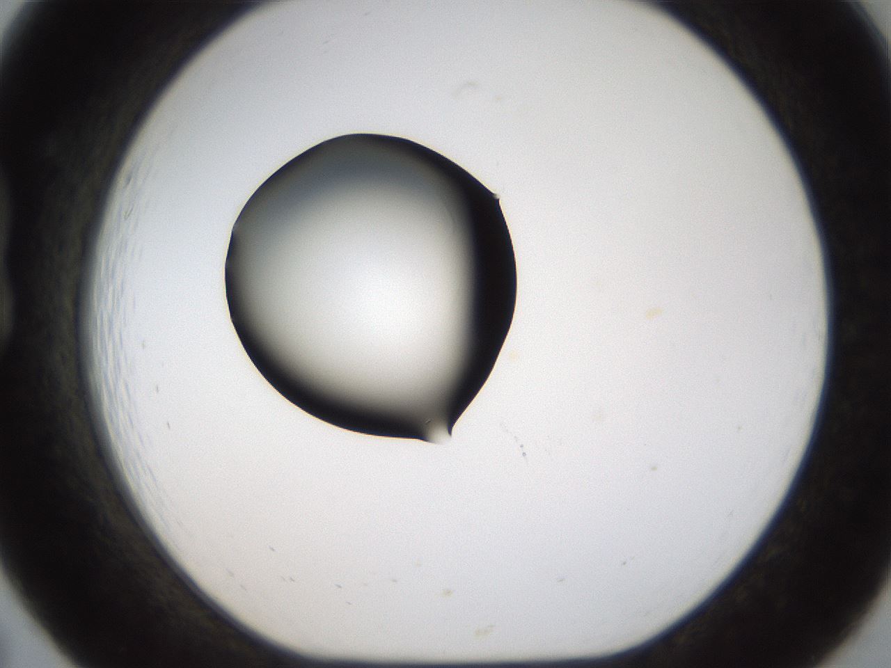 folderID187_plateID1187_batchID3361_wellNum19_profileID1_d1_r65329_ef.jpg