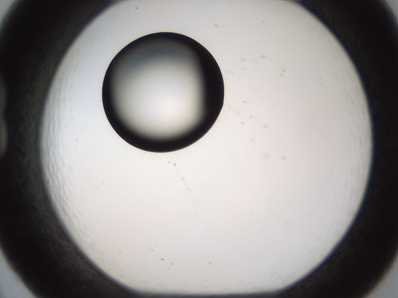 folderID187_plateID1187_batchID3361_wellNum20_profileID1_d1_r65330_ef.jpg