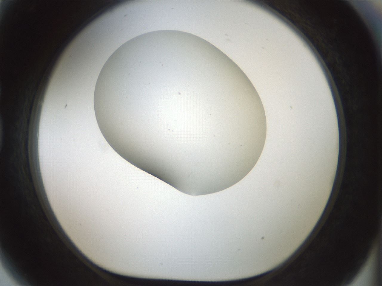 folderID186_plateID1186_batchID3358_wellNum81_profileID1_d1_r65199_ef.jpg