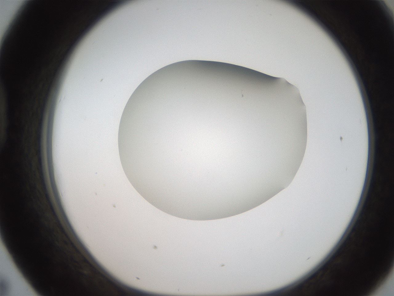 folderID186_plateID2186_batchID9957_wellNum43_profileID1_d1_r148449_ef.jpg