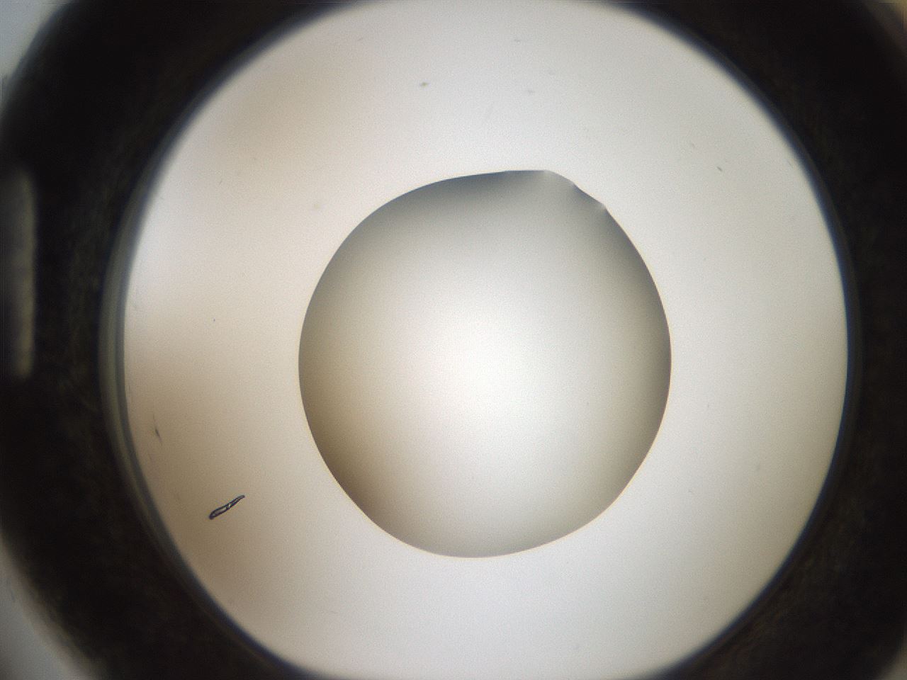 folderID186_plateID2186_batchID9957_wellNum89_profileID1_d1_r148495_ef.jpg