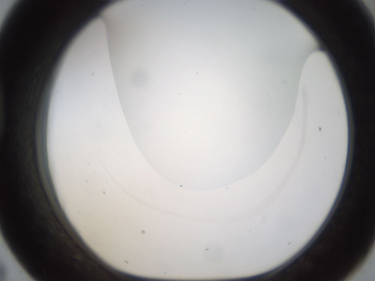 folderID187_plateID1187_batchID3361_wellNum43_profileID1_d1_r65353_ef.jpg