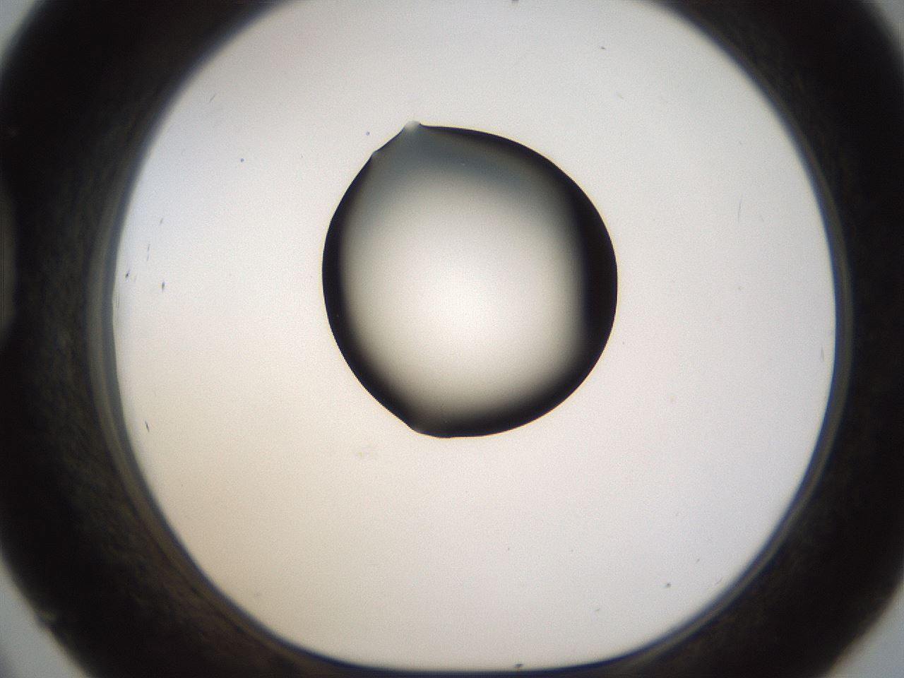 folderID187_plateID1187_batchID3361_wellNum45_profileID1_d1_r65355_ef.jpg