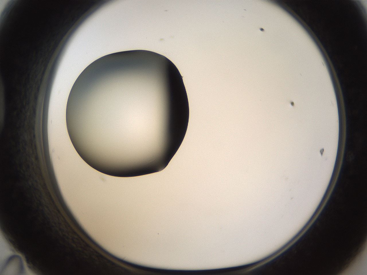 folderID187_plateID1187_batchID3361_wellNum47_profileID1_d1_r65357_ef.jpg