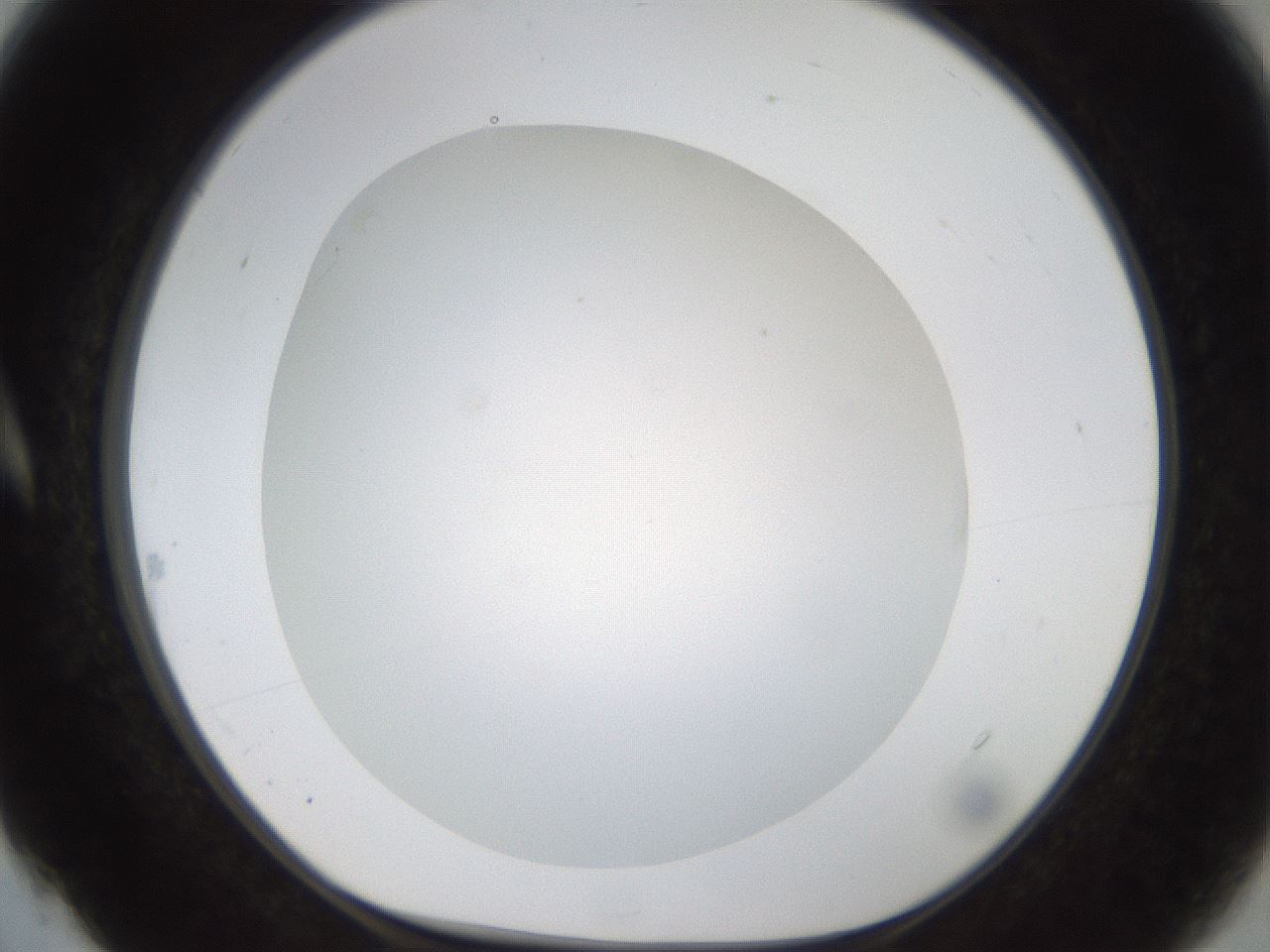 folderID187_plateID1187_batchID3361_wellNum4_profileID1_d1_r65314_ef.jpg