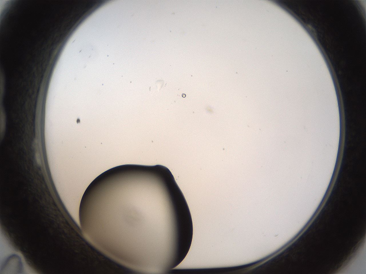 folderID187_plateID1187_batchID3361_wellNum23_profileID1_d1_r65333_ef.jpg