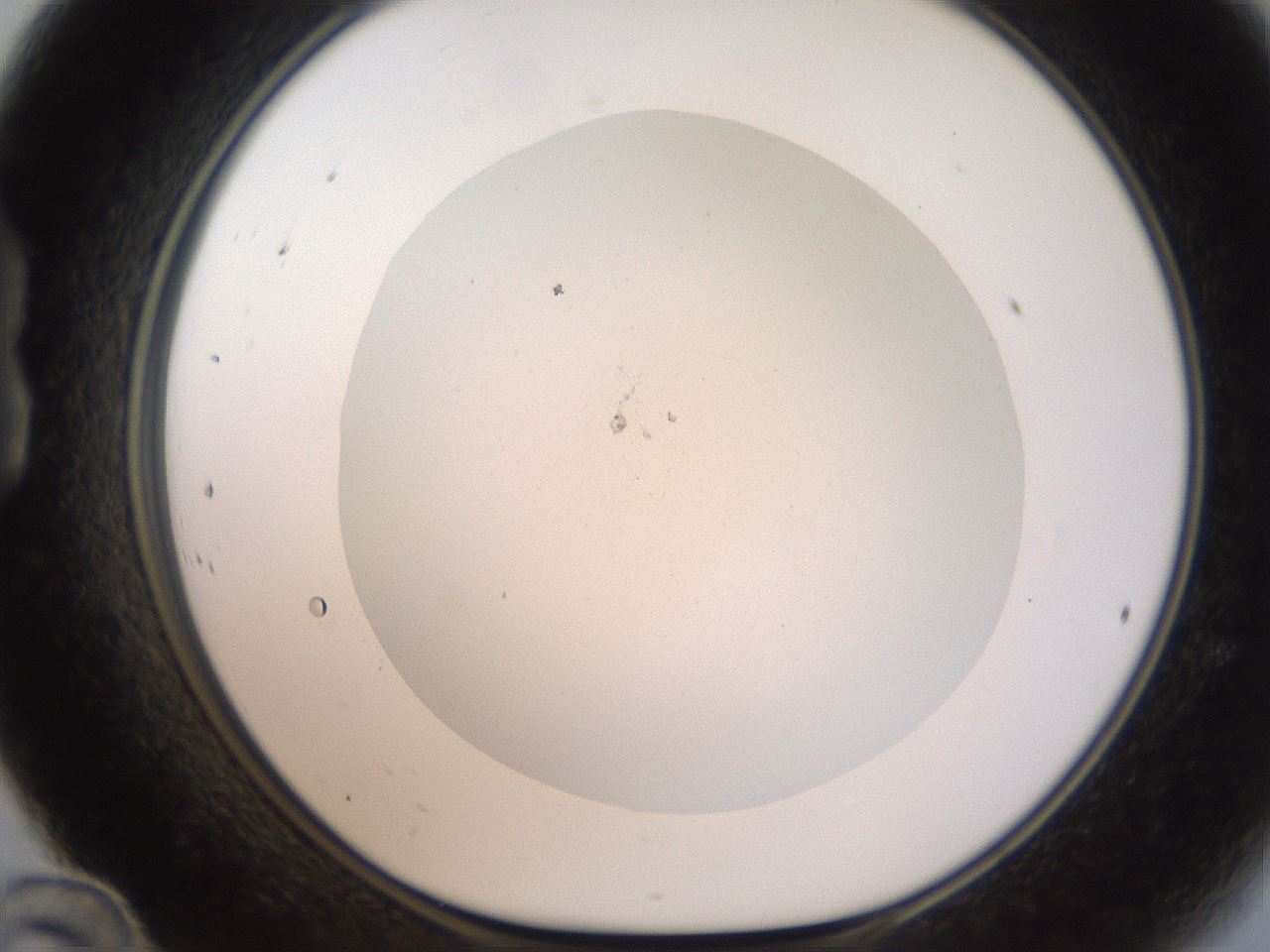 folderID187_plateID1187_batchID3361_wellNum24_profileID1_d1_r65334_ef.jpg