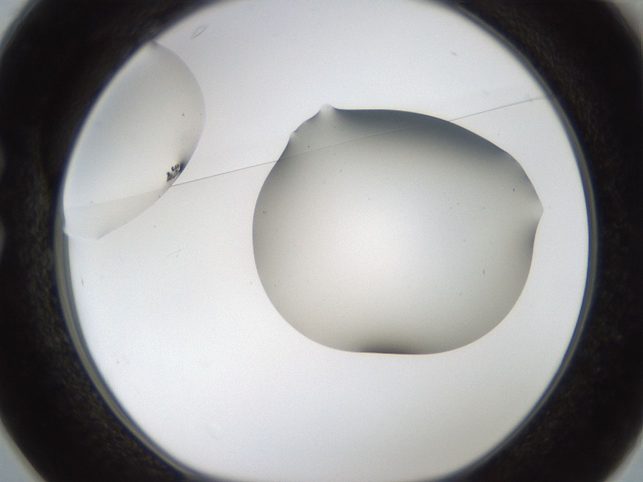folderID187_plateID1187_batchID3361_wellNum25_profileID1_d1_r65335_ef.jpg