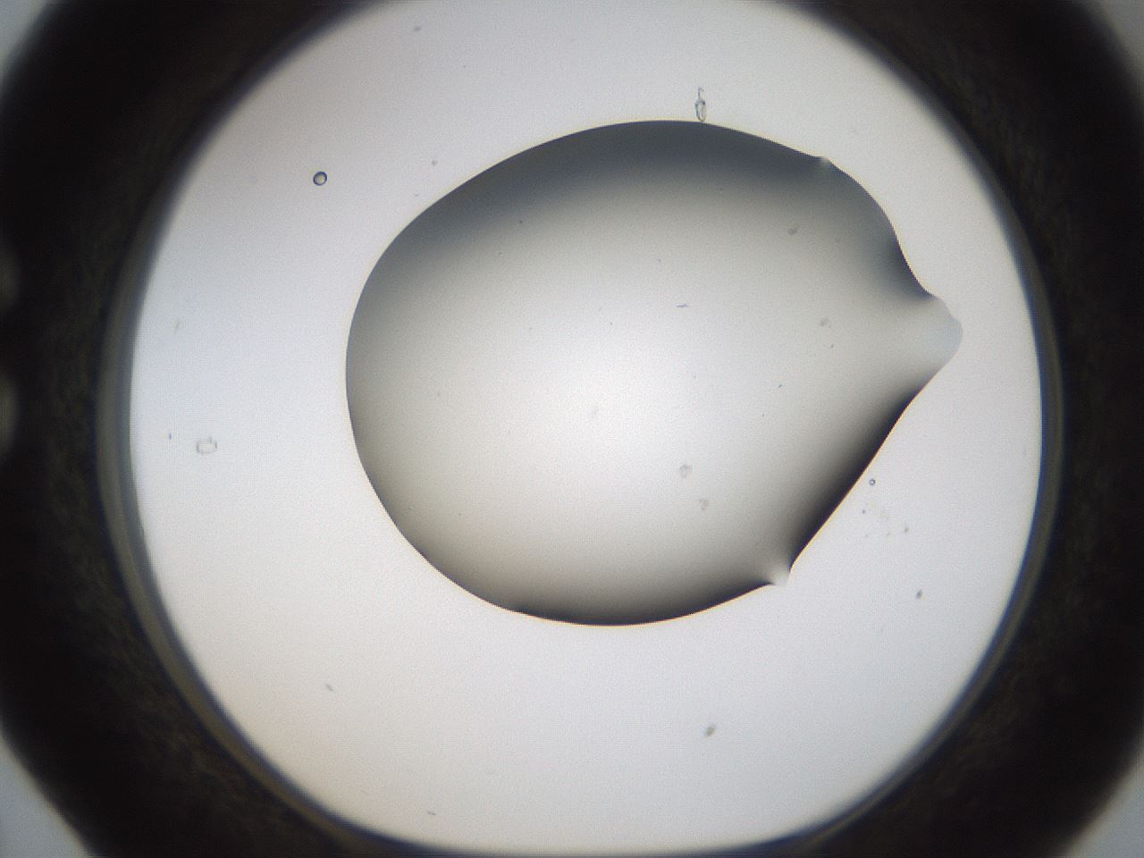 folderID187_plateID1187_batchID3361_wellNum29_profileID1_d1_r65339_ef.jpg