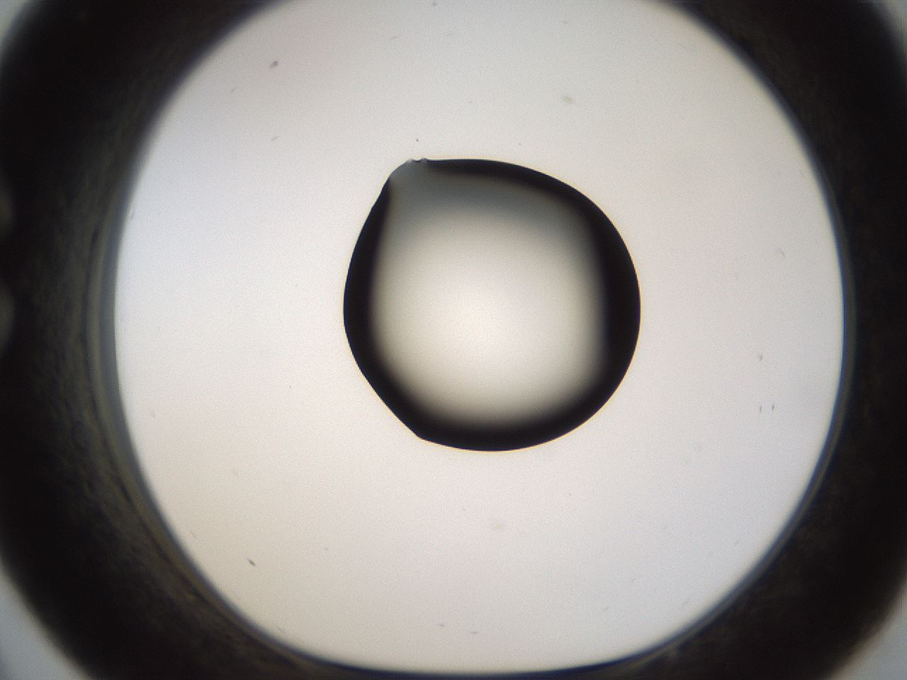 folderID187_plateID1187_batchID3361_wellNum33_profileID1_d1_r65343_ef.jpg