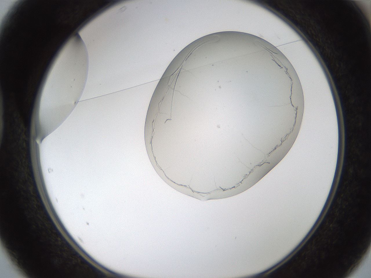 folderID187_plateID1187_batchID3361_wellNum37_profileID1_d1_r65347_ef.jpg