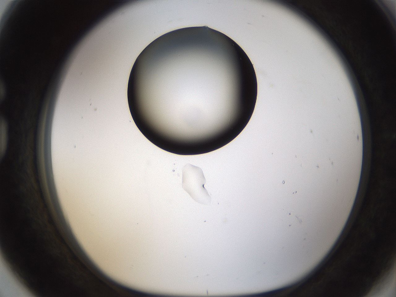 folderID187_plateID1187_batchID3361_wellNum80_profileID1_d1_r65390_ef.jpg