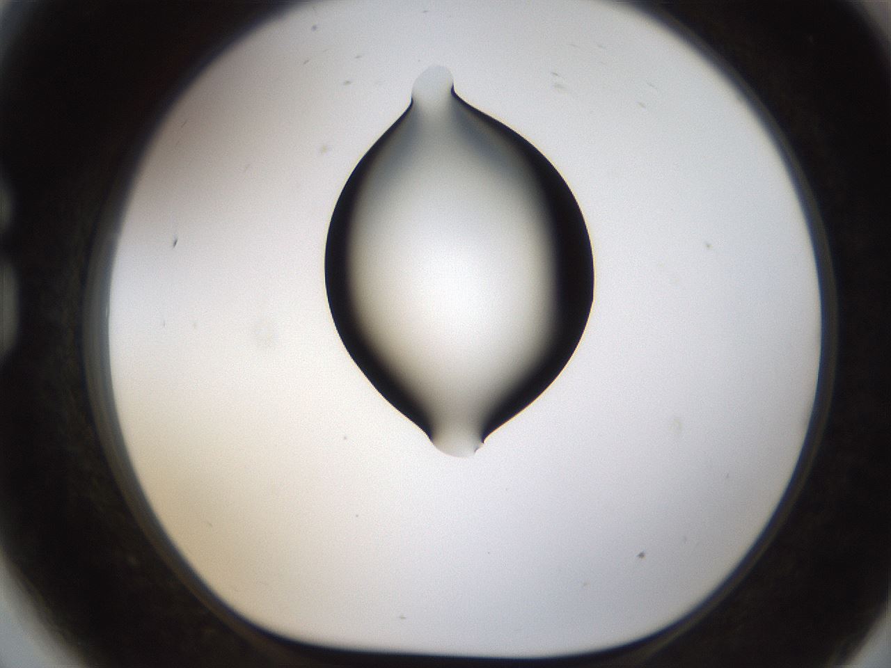 folderID187_plateID1187_batchID3361_wellNum81_profileID1_d1_r65391_ef.jpg