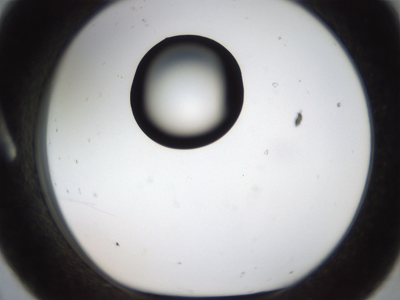 folderID187_plateID1187_batchID3361_wellNum8_profileID1_d1_r65318_ef.jpg