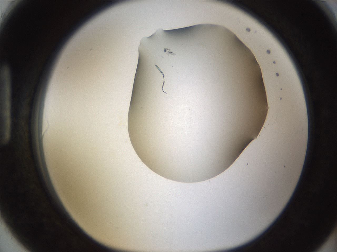 folderID187_plateID1187_batchID3361_wellNum90_profileID1_d1_r65400_ef.jpg