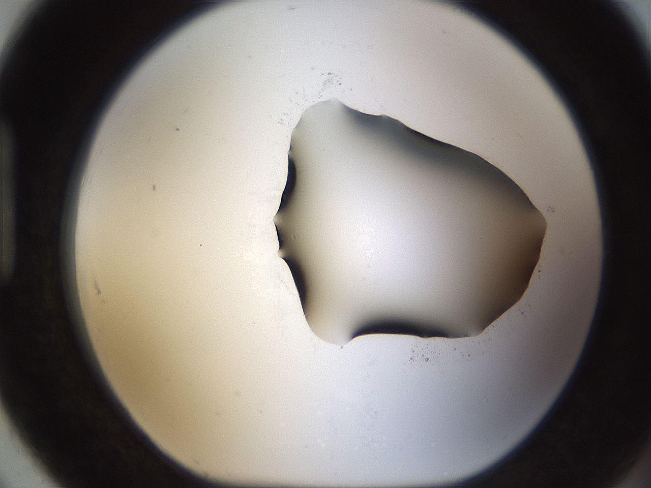 folderID187_plateID1187_batchID3361_wellNum91_profileID1_d1_r65401_ef.jpg