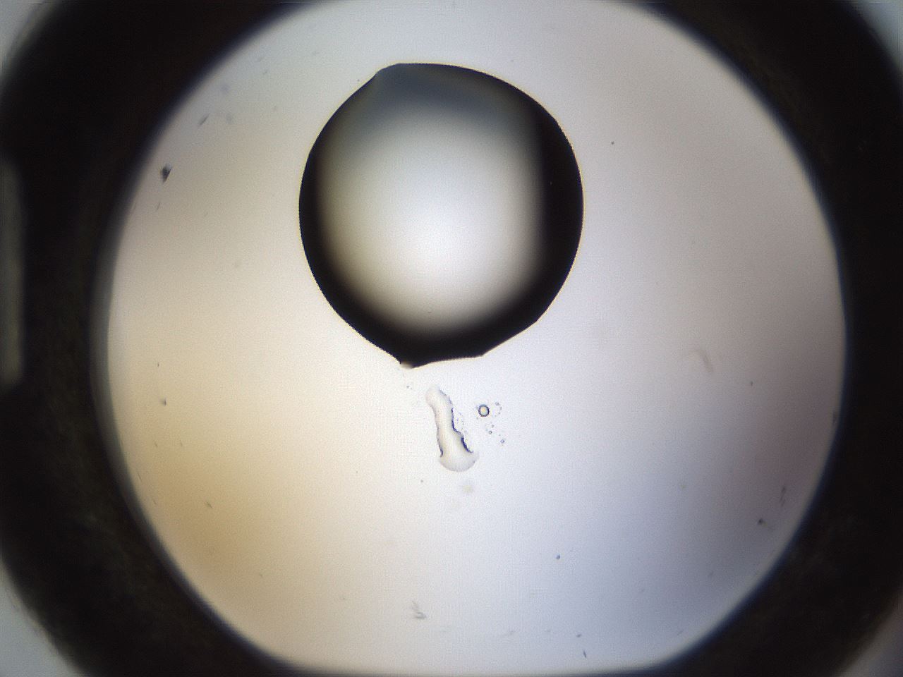 folderID187_plateID1187_batchID3361_wellNum92_profileID1_d1_r65402_ef.jpg