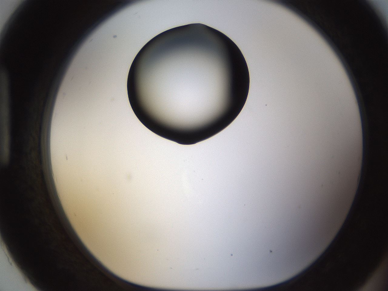 folderID187_plateID1187_batchID3361_wellNum93_profileID1_d1_r65403_ef.jpg